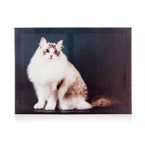 HOME DECOR Obraz CAT 40 x 30 x 2 cm HOME DECOR Obraz CAT o rozměru 40 x 30 x 2 cm je vhodná dekorace pro každý interiér. V nabídce máme canvas obrazy s různými populárními motivy.
