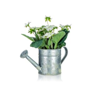 HOME DECOR Květina umělá v plechovém květináči BEGONIA 17 x 15 cm Bíla květina Begonia v plechovém květináči ve tvaru konvičky 17 x 15 cm